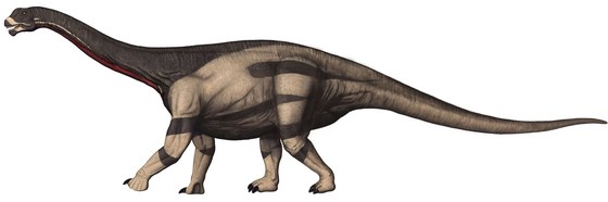 Camarasaurus by Private