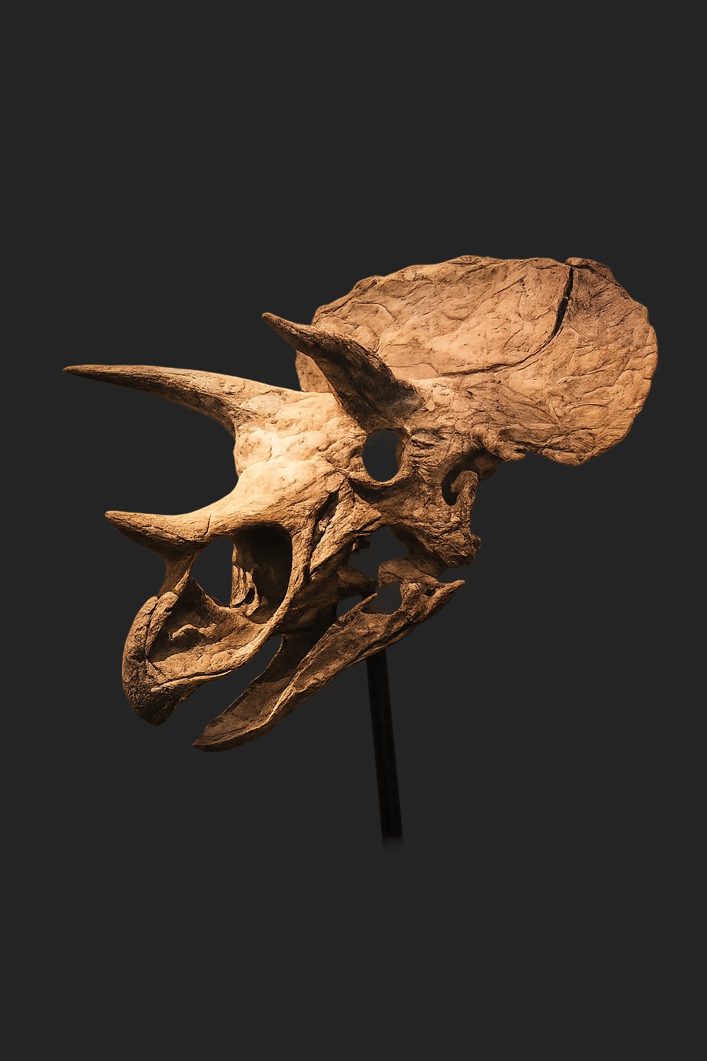 Tryceratops by Private